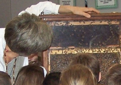 Observational Hive viewing at a Celestial Offerings School Presentation