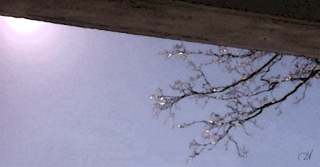 December Ice© 2002 New Moon