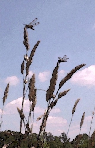 Summer Dragonflies by Lizzie © 2004 New Moon.