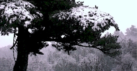 Snow Pine © 2003 New Moon